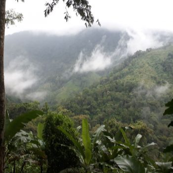 Uitzicht in de jungle