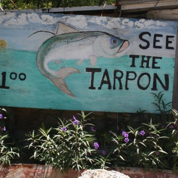 Tarpon fishing