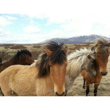 Icelandic horses