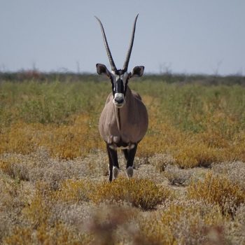 Oryx