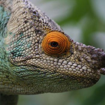 Kameleon