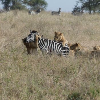 7 leeuwen op jacht op een zebra in de Serengeti 