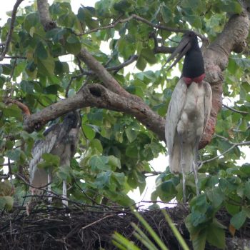 Jabiru bijzondere vogel