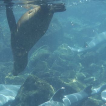 snorkelen tussen zeeleeuwen en haaien