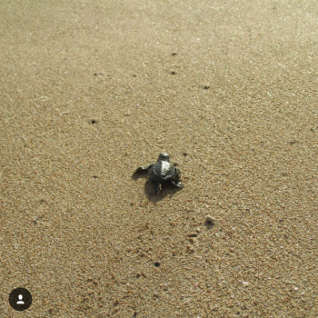 Zeeschildpadje op Kuta Beach