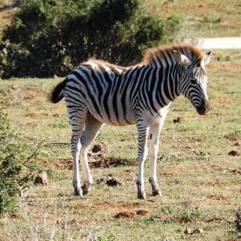 Zebra