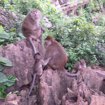 Monkey time