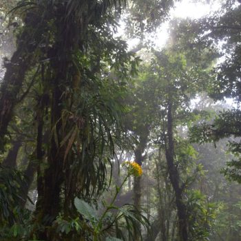 Jungle