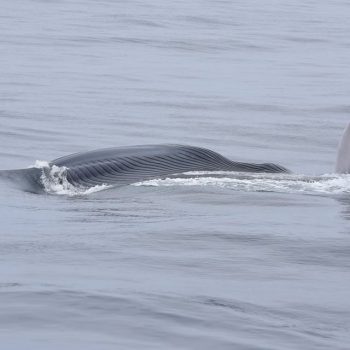Whale watching