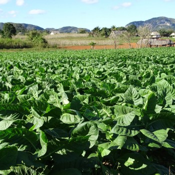 Tabacco fields