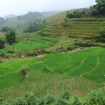 Sapa