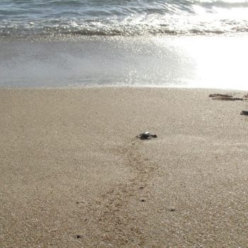 Bali Sea Turtle Society