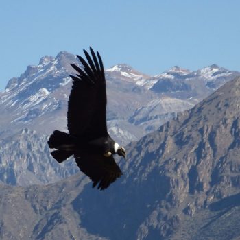 Colca Canyon