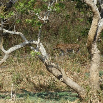 Luipaard Yala National Park