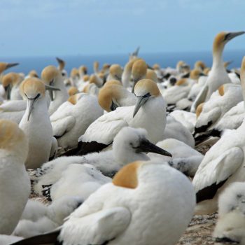De Gannet colony