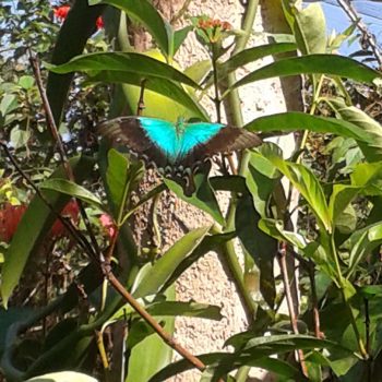 Vlinder tuin altijd leuk. Ook wandelende takken en blad 