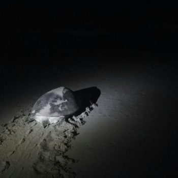 Green turtle