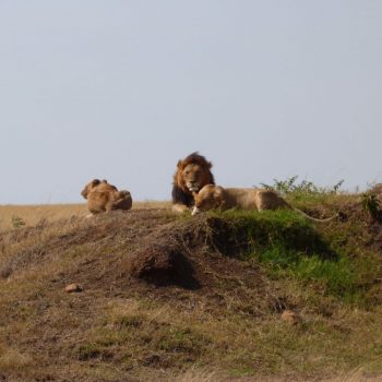 Leeuwen in Masai Mara