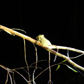 Tarsius aapje