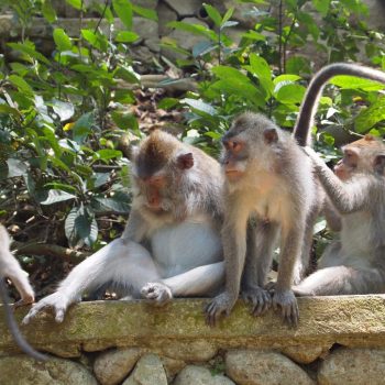 Monkey Forest