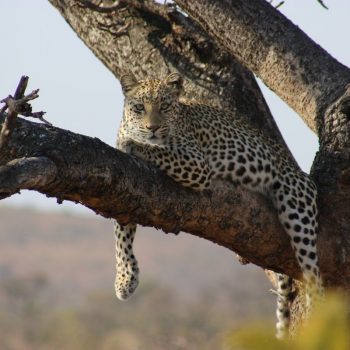 Luipaard in Kruger