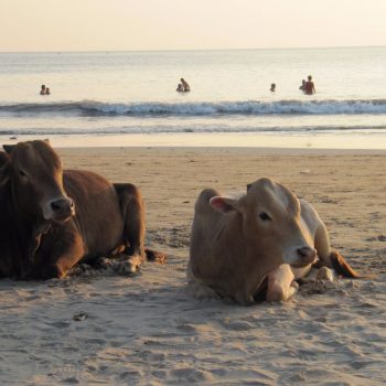 Goa - Palolem