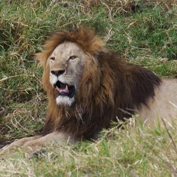 Serengeti