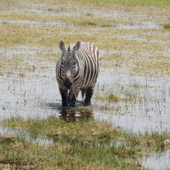 amboseli