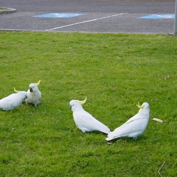 kakatoes in het park
