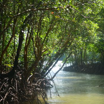 Krabi mangrove. Ontzettend mooi. 