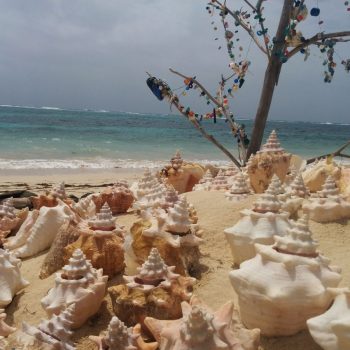Schelpen op Little Corn Island