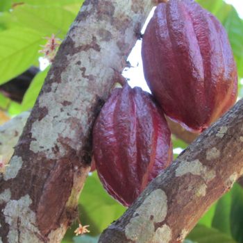 Grote cacao vruchten groeien uit een piepklein bloemetje