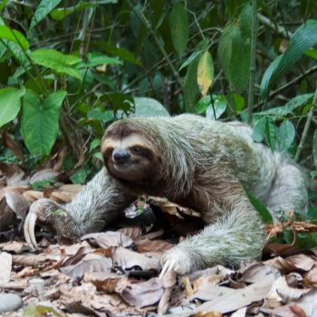 Sloth 