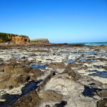 Curio bay