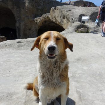 Zwerfhond bij Uplistsikhe