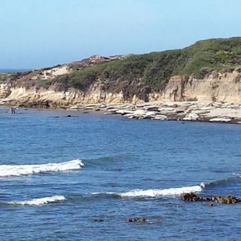 Point lobos waar zeekoeien liggen te zonnen