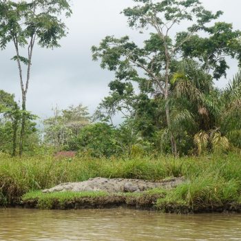 Prachtige natuur op weg naar Tortuguero