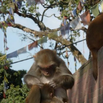 Swayambhunath