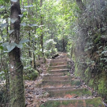 de trail door het Tropische woud