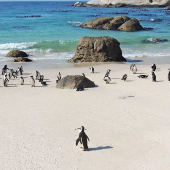Boulders Beach, wat een feest met de pinguïns!