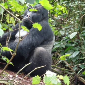 Silverback gorilla in Oeganda