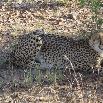 Het spotten van een cheetah is een hoogtepunt