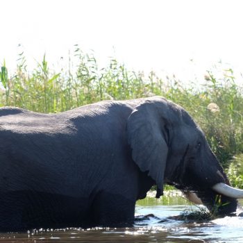 Olifant lekker Door het water heen 