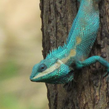 De bomen zitten vol met deze blauwe reptielen