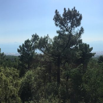 Vesuvius 