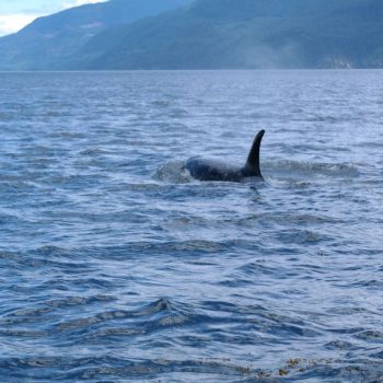 orca in Telegraph cove 