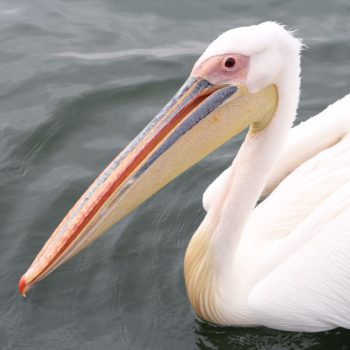 Walvis Bay