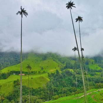 Waxpalmen in Valle de Cocora
