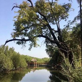 In de bushbush bij de Gambia river, een absoluut stilte plekje