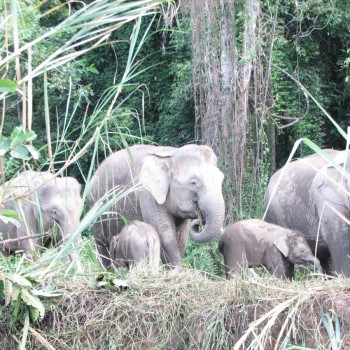 Pygmee elephants